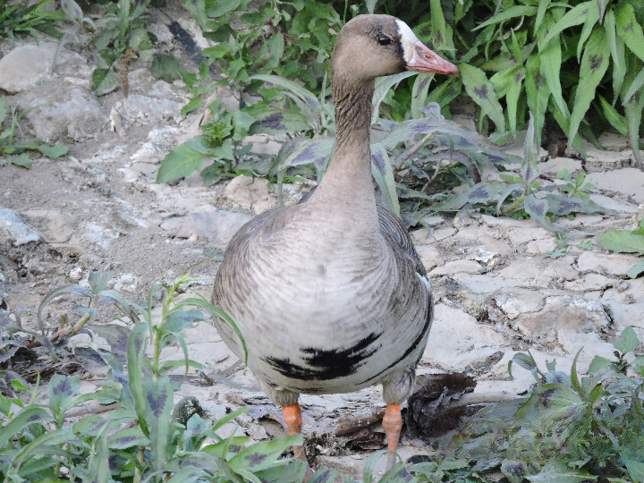Greater White Fronted Goose (2).JPG